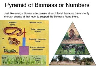 Pyramid of Biomass or Numbers
Just like energy, biomass decreases at each level, because there is only
enough energy at that level to support the biomass found there.
 