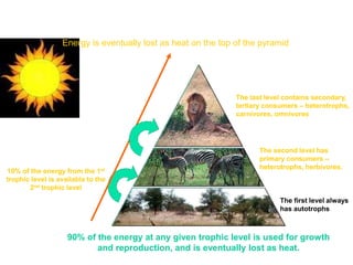 The first level always
has autotrophs
The second level has
primary consumers –
heterotrophs, herbivores.
The last level contains secondary,
tertiary consumers – heterotrophs,
carnivores, omnivores
10% of the energy from the 1st
trophic level is available to the
2nd trophic level
90% of the energy at any given trophic level is used for growth
and reproduction, and is eventually lost as heat.
Energy is eventually lost as heat on the top of the pyramid
 