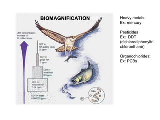 Heavy metals
Ex: mercury
Pesticides
Ex: DDT
(dichlorodiphenyltri
chloroethane)
Organochlorides:
Ex: PCBs
 