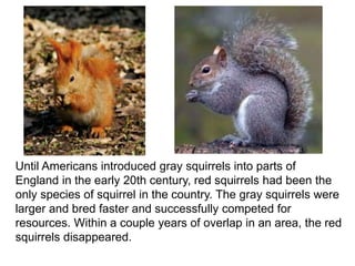 Until Americans introduced gray squirrels into parts of
England in the early 20th century, red squirrels had been the
only species of squirrel in the country. The gray squirrels were
larger and bred faster and successfully competed for
resources. Within a couple years of overlap in an area, the red
squirrels disappeared.
 