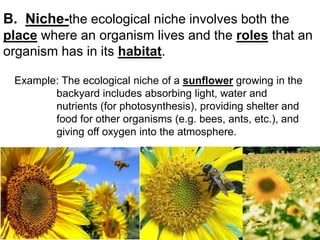 B. Niche-the ecological niche involves both the
place where an organism lives and the roles that an
organism has in its habitat.
Example: The ecological niche of a sunflower growing in the
backyard includes absorbing light, water and
nutrients (for photosynthesis), providing shelter and
food for other organisms (e.g. bees, ants, etc.), and
giving off oxygen into the atmosphere.
 