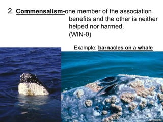 2. Commensalism-one member of the association
benefits and the other is neither
helped nor harmed.
(WIN-0)
Example: barnacles on a whale
 