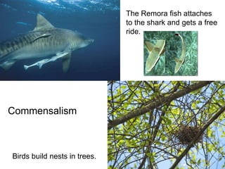 Commensalism
The Remora fish attaches
to the shark and gets a free
ride.
Birds build nests in trees.
 