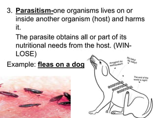 3. Parasitism-one organisms lives on or
inside another organism (host) and harms
it.
The parasite obtains all or part of its
nutritional needs from the host. (WIN-
LOSE)
Example: fleas on a dog
 