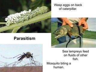 Parasitism
Wasp eggs on back
of caterpillar.
Mosquito biting a
human.
Sea lampreys feed
on fluids of other
fish.
 