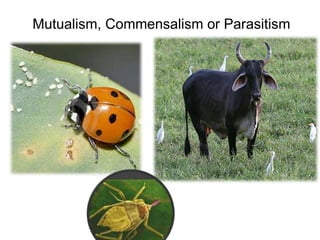 Mutualism, Commensalism or Parasitism
 