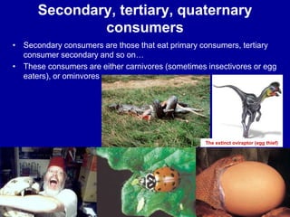 Secondary, tertiary, quaternary
consumers
• Secondary consumers are those that eat primary consumers, tertiary
consumer secondary and so on…
• These consumers are either carnivores (sometimes insectivores or egg
eaters), or ominvores
The extinct oviraptor (egg thief)
 