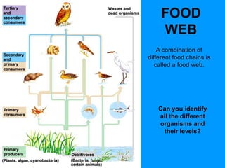FOOD
WEB
A combination of
different food chains is
called a food web.
Can you identify
all the different
organisms and
their levels?
 