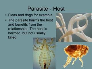 Parasite - Host
• Fleas and dogs for example
• The parasite harms the host
and benefits from the
relationship. The host is
harmed, but not usually
killed
 