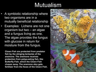 Mutualism
• A symbiotic relationship where
two organisms are in a
mutually beneficial relationship
• Examples: Lichens are not one
organism but two – an algae
and a fungus living as one.
The algae provides the fungus
with glucose in return for
moisture from the fungus.
Clown Fish are protected from predator
fish by the stinging tentacles of the
anemone. The anemone receives
protection from polyp-eating fish, like
Butterfly Fish, which the Clown Fish
chases away. The anemone also gets
fertilizer from the feces of the Clown Fish.
 
