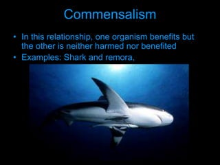 Commensalism
• In this relationship, one organism benefits but
the other is neither harmed nor benefited
• Examples: Shark and remora,
 