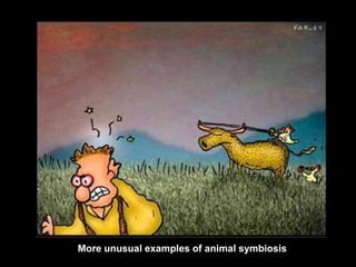 More unusual examples of animal symbiosis
 