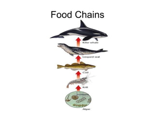 Food Chains
 