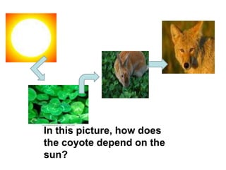 In this picture, how does
the coyote depend on the
sun?
 