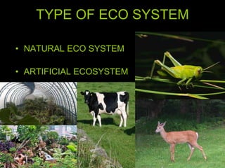 TYPE OF ECO SYSTEM
• NATURAL ECO SYSTEM
• ARTIFICIAL ECOSYSTEM
 