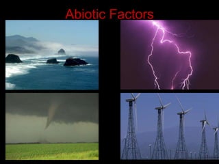 Abiotic Factors
 