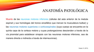 ANATOMÍA PATOLÓGICA
Muerte de las neuronas motores inferiores (células del asta anterior de la medula
espinal y sus homologas del tronco encefálico que inervan la musculatura bulbar) y
las neuronas motores superiores o corticoespinales (cuyo cuerpo se encuentra en la
quinta capa de la corteza motora y cuyas prolongaciones descienden a través de la
vía piramidal para establecer sinapsis con las neuronas motoras inferiores, sea de
manera directa o indirecta a través de interneuronas).
Kasper, D. (2015)
 