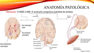 ANATOMÍA PATOLÓGICA
Afectación  NMS ó NMI  evolución progresiva (pérdida de ambas)
Kasper, D. (2015)
 