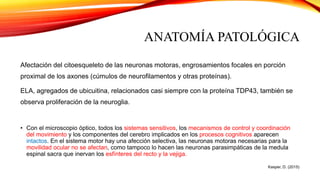 ANATOMÍA PATOLÓGICA
Afectación del citoesqueleto de las neuronas motoras, engrosamientos focales en porción
proximal de los axones (cúmulos de neurofilamentos y otras proteínas).
ELA, agregados de ubicuitina, relacionados casi siempre con la proteína TDP43, también se
observa proliferación de la neuroglia.
• Con el microscopio óptico, todos los sistemas sensitivos, los mecanismos de control y coordinación
del movimiento y los componentes del cerebro implicados en los procesos cognitivos aparecen
intactos. En el sistema motor hay una afección selectiva, las neuronas motoras necesarias para la
movilidad ocular no se afectan, como tampoco lo hacen las neuronas parasimpáticas de la medula
espinal sacra que inervan los esfínteres del recto y la vejiga.
Kasper, D. (2015)
 
