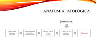 ANATOMÍA PATOLÓGICA
↓ Neuronas
motoras
corticales
Adelgazamiento
fascículos
corticoespinales
Cápsula interna
Tronco
encefálico
↓ fibras de los
cordones
laterales
Esclerosis
Gliosis fibrilar
 