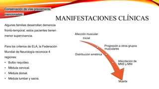 MANIFESTACIONES CLÍNICAS
Afección muscular
inicial
Progresión a otros grupos
musculares
Distribución simétrica
Afecctación de
MNS y MNI
Muerte
Conservación de vías previamente
mencionadas.
Algunas familias desarrollan demencia
fronto-temporal, estos pacientes tienen
menor supervivencia.
Para los criterios de ELA, la Federación
Mundial de Neurología reconoce 4
regiones:
• Bulbo raquídeo.
• Médula cervical.
• Médula dorsal.
• Médula lumbar y sacra.
 