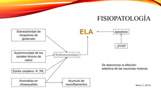 FISIOPATOLOGÍA
Muñiz, C. (2015)
Sobreactividad de
receptores de
glutamato
Autoinmunidad de los
canales iónicos de
calcio
Estrés oxidativo  ↑RL
Anomalías en
citoesqueleto
Acumulo de
neurofilamentos
apoptosis
↓EVGF
Se desconoce la afección
selectiva de las neuronas motoras
 