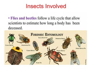 FORENSIC ENTOMOLOGY By Alhassan Ali Muhammad | PDF