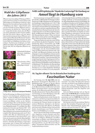 SEITE 20                                                                 Natur                                                                           AR
                                                    NABU stellt Ergebnisse der "Stunde der Gartenvögel" für Hamburg vor
 Wahl der Giftpflanze
  des Jahres 2013                                              Amsel liegt in Hamburg vorn
                                                        Nach Auswertung von knapp 600 Einsendun-           voll und benötigt Nischen und Höhlen als Brutplätze,
Pflanzen mit einer giftigen Wirkung auf Men-
                                                    gen mit über 11.000 Vogelbeobachtungen in Ham-         sonnige Gebüsche als Versammlungsplätze so-
schen und Tiere werden in vielen Gärten und
                                                    burg hat der NABU Hamburg nun die Ergebnisse           wie offene Bodenflächen für die Gefiederpflege. Da
Wohnungen als Zierpflanzen kultiviert ohne
                                                    der diesjährigen Vogelzählung vom 11. bis 13. Mai      er zur Brutzeit Insekten an die Nestlinge verfüttert,
Kenntnis der besonderen Eigenschaften. Die
                                                    bekannt gegeben. In Hamburg wie auch bundes-           sind Flächen wie Brachen mit Wildkräutern oder
"Giftpflanze des Jahres" unterscheidet sich
                                                    weit erweisen sich die Zahlen der Vogelzählung als     extensiv gepflegte Gärten und Wegränder zur Nah-
von der Vielzahl an Tieren, Pflanzen und Le-
                                                    sehr stabil, was auf einen unproblematischen Win-      rungssuche förderlich. Wer bei sich im Wohnum-
bensräumen, die jährlich als "Natur des Jah-
                                                    terverlauf hinweist. Demnach konnte die Amsel ih-      feld noch Haussperlinge als Brutvögel hat, sollte
res" ausgerufen werden, darin, dass die Pflan-
                                                    re Spitzenposition in der Hansestadt behaupten.        diese in jedem Fall durch ein Angebot an zusätz-
zen nicht unbedingt in ihrer Existenz gefähr-
                                                    Kohl- und Blaumeise belegen die Plätze 2 und 3.        lichen Nistplätzen unterstützen. Auch die natur-
det sind. Ziel dieser Aktion soll eine aktive
                                                    Der Haussperling hat seinen 3. Platz vom letzten       nahe Pflege von Parks und Gärten tragen wesent-
Auseinandersetzung mit diesen Pflanzen sein.
                                                    Jahr verloren und ist auf den vierten Rang gefallen.   lich zur Attraktivität unserer StadtNatur bei."
Zum neunten Mal ruft der Botanische Sonder-
                                                    Den 5. Platz hat die Elster wieder verteidigt.             Bemerkenswert sind die vielen Beobachtun-
garten Wandsbek alle Interessierten auf, sich
                                                        "Insgesamt finden wir unter den ersten 10 Plät-    gen des Buntspechts (134 Individuen), der in den
an der Wahl zur Giftpflanze des Jahres zu be-
                                                    zen seit Jahren die gleichen Vogelarten”, fasst der    grünen Hinterhöfen der Stadt mittlerweile häufig
teiligen. Nachdem der Goldregen zur Gift-
                                                    Ornithologe Marco Sommerfeld vom NABU                  angetroffen werden kann. Der Bestand des Zaun-
pflanze des Jahres 2012 gewählt wurde, stehen
                                                    Hamburg die Ergebnisse zusammen. Dies unter-           königs hat hingegen aufgrund der letzten drei kal-
für das Jahr 2013 die folgenden Pflanzen zur
                                                    mauert auch die gute Qualität dieser Citizen-Scien-    ten Winter abgenommen und liegt mit dem 18. Platz
Wahl:
                                                    ce-Kampagne, wie die wissenschaftliche Erfas-          nur einen Platz vor dem Buntspecht.
                                                    sung von Daten durch Laien genannt wird. "Am-
                       - Gartenwicke (Lathyrus
                                                    sel, Kohl- und Blaumeise kommen mit den Be-
                       odoratus), einjährige,
                                                    dingungen in unserer StadtNatur sehr gut zurecht.
                       giftige Pflanze
                                                    Auch das Angebot an Nisthilfen fördert die beiden
                                                    Meisenarten zusätzlich", betont Sommerfeld. Ein
                                                    wenig Sorge bereitet dem Vogelexperten die Ent-
                                                    wicklung des Haussperlings. Im Gegensatz zu an-
                       - Kirschlorbeer (Pru-
                                                    deren deutschen Großstädten nimmt der Bestand
                       nus      laurocerasus),
                                                    in Hamburg ab: "Die Abnahme des Haussperlings
                       stark giftiges Gehölz
                                                    ist sicher nicht so stark, wie es zunächst aussieht.
                                                    Trotzdem ist er in vielen Stadtteilen Hamburgs         Auch der Specht wohnt in der Stadt. Foto: NABU / A.
                                                    nur noch schwer zu finden. Er ist sehr anspruchs-      Wiermann

                       - Tulpe (Tulipa sp.), gif-
                       tige Staude                  18. Tag der offenen Tür im Botanischen Sondergarten
                                                                               Faszination Natur
                                                      Am Sonntag, dem 24. Juni 2012, lädt der                 Erstmalig ist auch der Themenbereich "Na-
                         - Passionsblume (Passi- Botanische Sondergarten Wandsbek in der                   turschule" mit dabei: Die Besucher können
                         flora caerulea), giftige Walddörferstraße 273 zum 18. Tag der offenen             sich über das Heide-Lama-Trekking informie-
                         Zimmerpflanze            Tür ein. Zwischen 10.00 und 18.00 Uhr erwar-             ren und die Lamas als "Trekkingpartner" be-
                                                  tet die Besucherinnen und Besucher unter dem             staunen. Das neue Hamburger Ausflugsziel, die
                                                  Motto "Faszination Natur" ein vielseitiges Pro-          Elbinsel Kaltehofe, stellt ihre Angebote und
                                                  gramm. Zu den Besuchern gehört auch Wands-               Aufgaben vor.
© Helge Masch – Botanischer Sondergarten Wandsbek beks Bezirksamtsleiter Thomas Ritzenhoff, der               Auch die Kirche beteiligt sich am Tag der
Auf der Homepage des Botanischen Sonder- am Vormittag zu einem Rundgang in den Bo-                         offenen Tür: Ab 10.30 Uhr gibt es ein kleines Kon-
gartens www.hamburg.de/giftpflanze-des- tanischen Sondergarten kommen wird.                                zert der Bläser aus den umliegenden Kirchen-
jahres/ werden die Pflanzen vorgestellt. Von          Traditionell präsentieren wieder Vereine, In-        gemeinden und um 11.00 Uhr feiern drei re-
dort aus können sich interessierte Bürge-         stitutionen und Interessengemeinschaften ih-             gionale Kirchengemeinden einen Open-Air-
rinnen und Bürger online an der Abstim- re Verbundenheit zur Natur. Vertreten sind un-                     Gottesdienst mit Taufen.
mung beteiligen. Die vier Kandidaten stellen ter anderem die Themen: Schutz von Igel und                      Der Eintritt ist frei. Für das leibliche Wohl ist
sich auch im Gewächshaus des Sondergar- anderen Wildtieren, Orchideen, die Interna-                        gesorgt. Das komplette Programm gibt es im
tens, Walddörferstraße 273, zur Wahl. Eine Mit- tionale Gartenschau 2013, Bienen, die Wandse               Internet unter www.hamburg.de/tag-der-offe-
teilung des Favoriten per Telefon 040 / 693 und vieles mehr. Darüber hinaus sind auch die                  nen-tuer oder per Fax unter 427 905 359.
97 34, per Fax 040 / 427 905 520 oder per E- beiden Ausstellungen zum Thema Sommer-
Mail giftpflanze@wandsbek.hamburg.de ist blumen und Duftpflanzen zu sehen.
möglich. Die Abstimmung endet am 15. De-              Auch in diesem Jahr findet ein Gärtnermarkt
zember 2012. Bei der Abstimmung geht es           statt. Angeboten werden Stauden und Zier-
nicht um Schönheit oder Artenschutz, son- pflanzen, Orchideen, Tropische Saaten, Frucht-
dern um das ganz persönliche Bauchgefühl. säfte aus der Region, Obstbäume und Pflan-
Für die Wahl der Giftpflanze des Jahres 2014 zenraritäten im Kübel sowie Küchenkräuter
können ebenfalls Kandidaten vorgeschla- und griechische Produkte. Es sind auch Dienst-
gen werden. Am 15. Januar 2013 wird das Er- leistungsanbieter aus den Bereichen Rasen-
gebnis der Abstimmung bekannt gegeben.            pflege, biologischer Pflanzenschutz und Na-
                                                  turgartenplanung vertreten.                              Botanischer Sondergarten
 