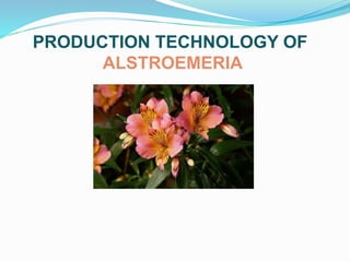 PRODUCTION TECHNOLOGY OF
ALSTROEMERIA
 