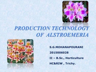 PRODUCTION TECHNOLOGY
OF ALSTROEMERIA
S.G.MOHANAPOURANI
2015006028
II – B.Sc., Horticulture
HC&RIW , Trichy.
 