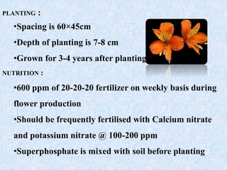 PLANTING :
•Spacing is 60×45cm
•Depth of planting is 7-8 cm
•Grown for 3-4 years after planting
NUTRITION :
•600 ppm of 20-20-20 fertilizer on weekly basis during
flower production
•Should be frequently fertilised with Calcium nitrate
and potassium nitrate @ 100-200 ppm
•Superphosphate is mixed with soil before planting
 
