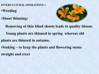 INTERCULTURAL OPERATIONS :
•Weeding
•Shoot thinning:
Removing of thin blind shoots leads to quality bloom.
Young plants are thinned in spring whereas old
plants are thinned in autumn.
•Staking – to keep the plants and flowering stems
straight and erect
 