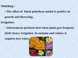 Mulching :
• The effect of black polythene mulch is positive in
growth and flowering.
Irrigation:
• Alstroemeria perform best when plant gets frequent,
fairly heavy irrigation. In autumn and winter, it
requires less water.
 
