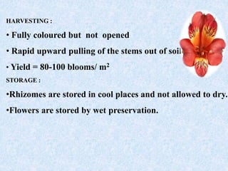 HARVESTING :
• Fully coloured but not opened
• Rapid upward pulling of the stems out of soil
• Yield = 80-100 blooms/ m2
STORAGE :
•Rhizomes are stored in cool places and not allowed to dry.
•Flowers are stored by wet preservation.
 