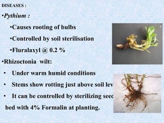 DISEASES :
•Pythium :
•Causes rooting of bulbs
•Controlled by soil sterilisation
•Fluralaxyl @ 0.2 %
•Rhizoctonia wilt:
• Under warm humid conditions
• Stems show rotting just above soil level.
• It can be controlled by sterilizing seed
bed with 4% Formalin at planting.
 