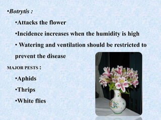 •Botrytis :
•Attacks the flower
•Incidence increases when the humidity is high
• Watering and ventilation should be restricted to
prevent the disease
MAJOR PESTS :
•Aphids
•Thrips
•White flies
 