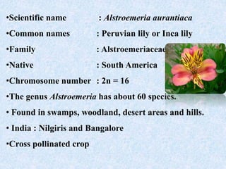 •Scientific name : Alstroemeria aurantiaca
•Common names : Peruvian lily or Inca lily
•Family : Alstroemeriaceae
•Native : South America
•Chromosome number : 2n = 16
•The genus Alstroemeria has about 60 species.
• Found in swamps, woodland, desert areas and hills.
• India : Nilgiris and Bangalore
•Cross pollinated crop
 