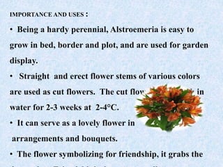 IMPORTANCE AND USES :
• Being a hardy perennial, Alstroemeria is easy to
grow in bed, border and plot, and are used for garden
display.
• Straight and erect flower stems of various colors
are used as cut flowers. The cut flowers stay fresh in
water for 2-3 weeks at 2-4°C.
• It can serve as a lovely flower in
arrangements and bouquets.
• The flower symbolizing for friendship, it grabs the
 