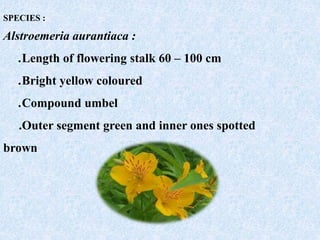 SPECIES :
Alstroemeria aurantiaca :
.Length of flowering stalk 60 – 100 cm
.Bright yellow coloured
.Compound umbel
.Outer segment green and inner ones spotted
brown
 