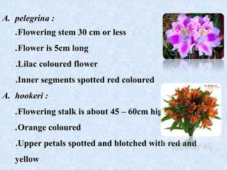 A. pelegrina :
.Flowering stem 30 cm or less
.Flower is 5cm long
.Lilac coloured flower
.Inner segments spotted red coloured
A. hookeri :
.Flowering stalk is about 45 – 60cm high
.Orange coloured
.Upper petals spotted and blotched with red and
yellow
 