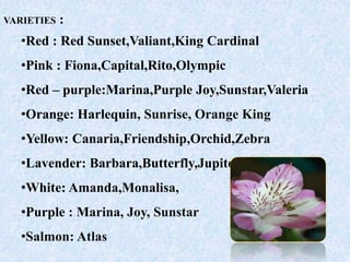 VARIETIES :
•Red : Red Sunset,Valiant,King Cardinal
•Pink : Fiona,Capital,Rito,Olympic
•Red – purple:Marina,Purple Joy,Sunstar,Valeria
•Orange: Harlequin, Sunrise, Orange King
•Yellow: Canaria,Friendship,Orchid,Zebra
•Lavender: Barbara,Butterfly,Jupiter
•White: Amanda,Monalisa,
•Purple : Marina, Joy, Sunstar
•Salmon: Atlas
 