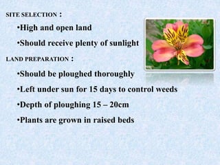 SITE SELECTION :
•High and open land
•Should receive plenty of sunlight
LAND PREPARATION :
•Should be ploughed thoroughly
•Left under sun for 15 days to control weeds
•Depth of ploughing 15 – 20cm
•Plants are grown in raised beds
 