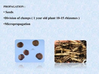 PROPAGATION :
• Seeds
•Division of clumps ( 1 year old plant 10-15 rhizomes )
•Micropropagation
 