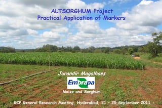 : ALTSORGHUM Project
Practical Application of Markers
Jurandir Magalhaes
Maize and Sorghum
- GCP General Research Meeting, Hyderabad, 21 – 25 September 2011 -
 