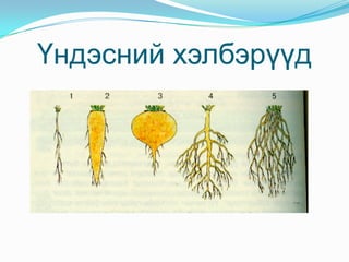 Зорилт Ургамлын эрхтэн, эрхтний тогтолцоо, тэдгээрийн бүтэц, онцлог, үүрэг, үйл ажиллагааны тухай мэдлэг чадвар эзэмших