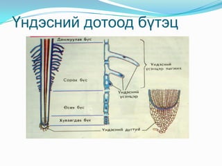 Үндэс гарал үүслээр нь: Гол үндэс- хөврөлөөс  урганаХажуугийн үндэс- гол үндэснээс урганаНэмэлт үндэс – ишнээс ургана 