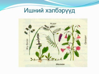 Үндэсний дотоод бүтэц 