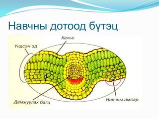 Ишний үүрэг Бүх биеийн хэсэгт тэжээл, усыг дамжуулан хүргэнэ.Үндэс, навчыг холбоно.Ургамлын гол тулгуур болно.Бодис нөөцлөх үүрэг гүйцэтгэнэ.