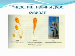 Навчны бүтэц 