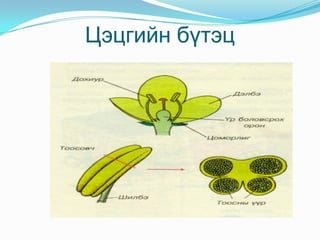 Навчны дотоод бүтэц 
